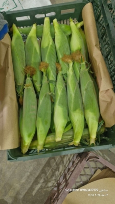 تجربه و مهارت در خدمات کشاورزی و باغداری