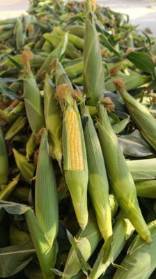 کنترل کیفیت و سورت محصولات