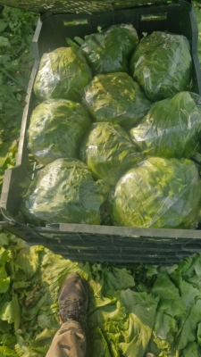 از مزرعه تا صادرات | تضمین کیفیت صادقی