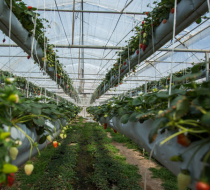 کلید طلایی رشد اقتصادی و ارزآوری