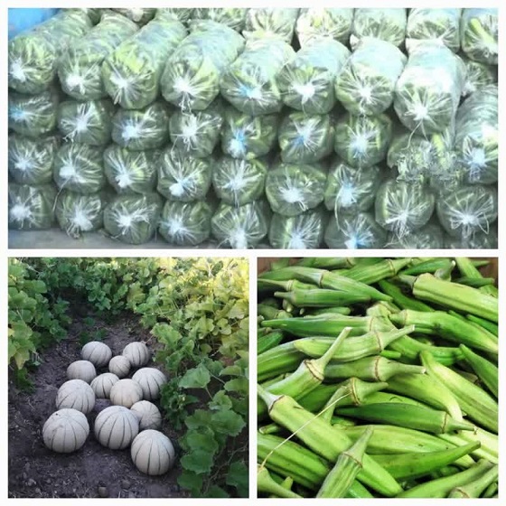 تولید پایدار و صادرات سبزیجات و صیفی‌جات | رویکردی سبز