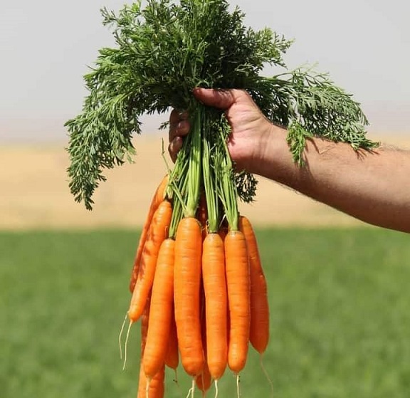 کدام کشورها مقصد اصلی تولیدات کشاورزی ایران هستند؟